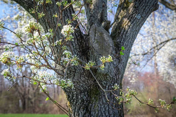Detailní Záběr Dogwood Květy Parku Manalaponsku New Jersey — Stock fotografie
