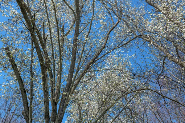 Dogwood Kvete Pozadí Modré Oblohy — Stock fotografie