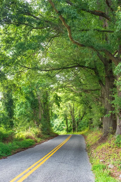 Two Lane Highway Thru Susquehanna State Park Maryland — Stock Photo, Image
