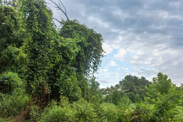 Boschi Ricoperti Vegetazione Nel Susquehanna State Park Nel Maryland — Foto Stock