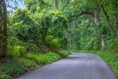 Maryland Susquehanna Eyalet Parkı 'ndan geçen bir yol..