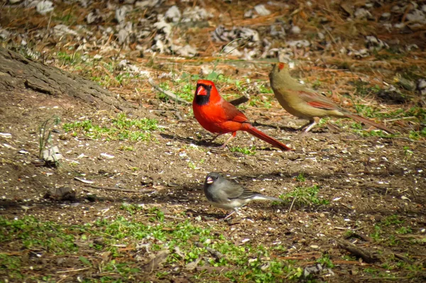 Czerwony Kardynał Szuka Karmy Dla Ptaków Tym Podwórku Manalapan New — Zdjęcie stockowe
