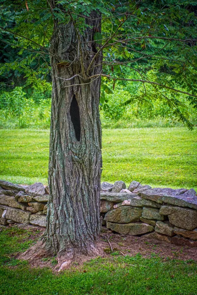 Uma Árvore Oca Neste Tronco Parque Estadual Susquehanna Maryland — Fotografia de Stock