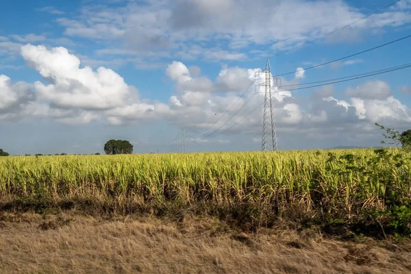 Líneas Eléctricas Sobre Los Campos Caña Azúcar Junto Esta Carretera — Foto de Stock