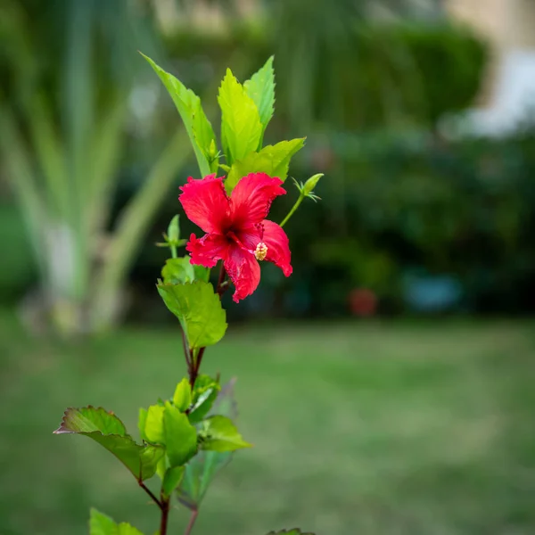 Närbild Titta Röd Hibiskus Tropisk Blomma Punta Cana Dominikanska Republiken — Stockfoto