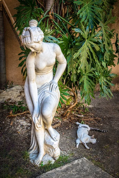 Kot Świeżym Powietrzu Spoczywa Obok Pięknej Posągu Santo Domingo Dominikana — Zdjęcie stockowe