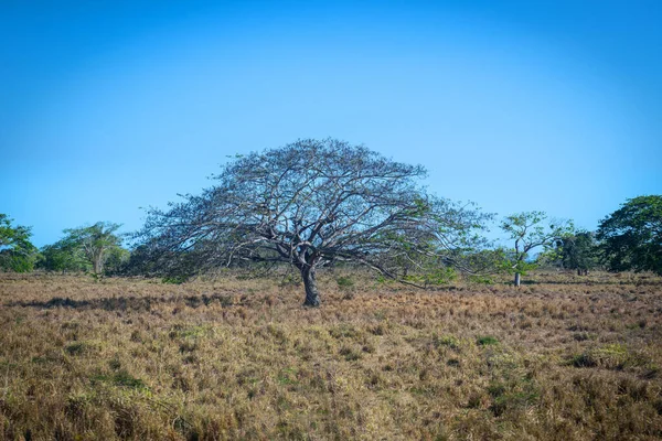 Unusually Dry Conditions Spring Meadow Dominican Republic — Stock Photo, Image
