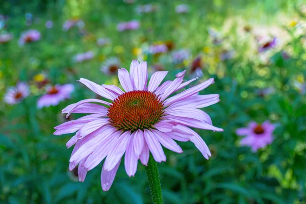 Closeup Purple Daisy Flower North Jersey Summer Garden — Stock Photo, Image
