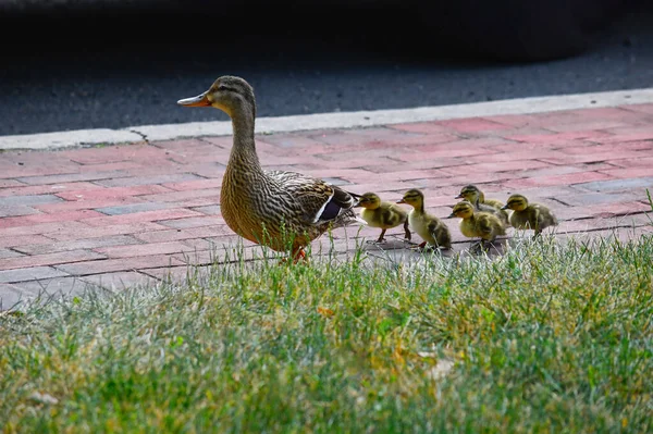 A family of ducks follow the leader in Peddlers Village near New Hope Pennsylvania.