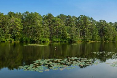 Manchester, New Jersey 'deki Harry Wright Gölü' nde Lily pedleri.