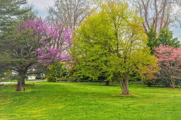 Paesaggio Primaverile Nel Great Oak Park East Brunswick New Jersey — Foto Stock