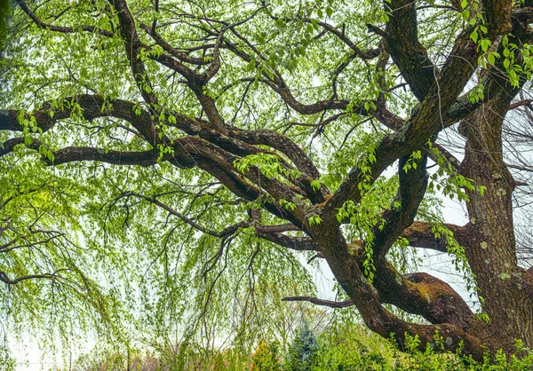 Patrząc Corkscrew Willow Drzewa Great Oak Park Wschodnim Brunswick New — Zdjęcie stockowe