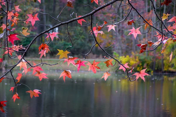 Autumn Branch Holiday Lake Manalapan New Jersey — Stock Photo, Image