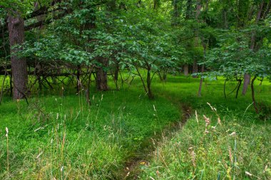 Marlboro, New Jersey 'deki Big Brook Parkı' nda bir geyik patikası..