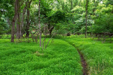 Monmouth County, New Jersey 'deki Big Brook Parkı' ndaki bu yaz çayırında dar bir patika var..