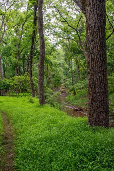 Yaz ortasında Monmouth County 'deki Big Brook Park' ın koyu yeşili..