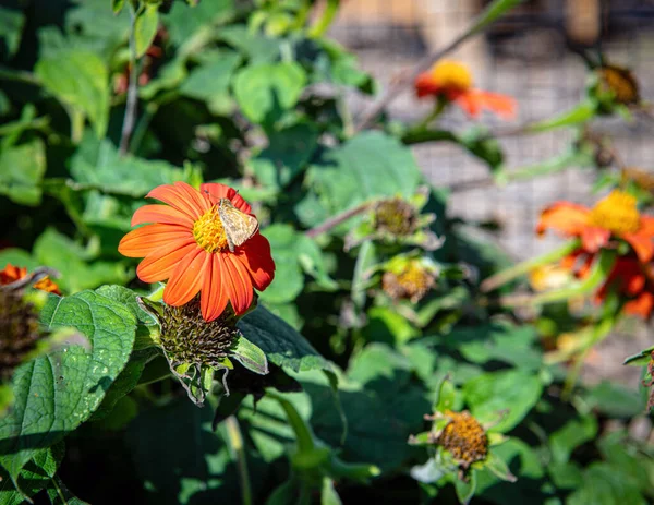 Nahaufnahme Einer Motte Auf Einer Blume Einem Hinterhofgarten New Jersey — Stockfoto