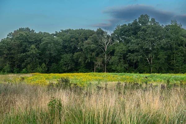 Late Summer Wildflowers Meadow Freneau Woods Park Matawan New Jersey — Stock Photo, Image