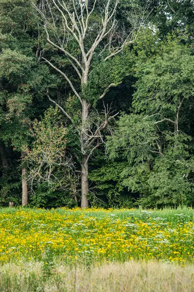 Желтые Полевые Цветы Этом Лугу Freneau Woods Park Матаван Нью — стоковое фото