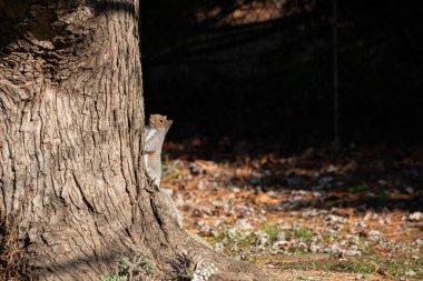Manalapan, New Jersey 'deki Akçaağaç Ağaç Gövdesi' nde bir arka bahçe sincabı..