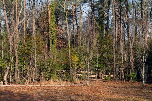 Interessante Bäume Price Bliss Arboretum Monmouth County New Jersey lizenzfreie Stockfotos