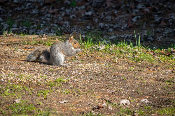 Backyard Squirrel Eats Bird Seed Ground Stock Image