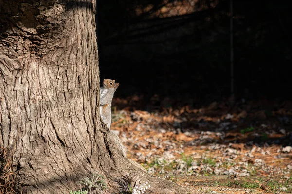 Ein Hinterhofhörnchen Auf Dem Sumpf Ahorn Baumstamm Manalapan New Jersey lizenzfreie Stockbilder