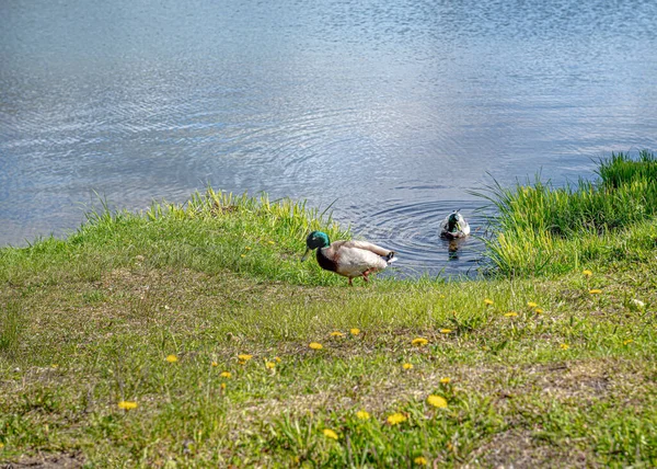 Two Ducks Come Ashore Lake Wasilla Alaska Stock Picture