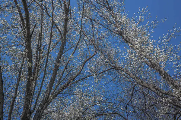 Dogwood Blossoms Blue Sky Early Spring Manalapan New Jersey Royaltyfria Stockfoton