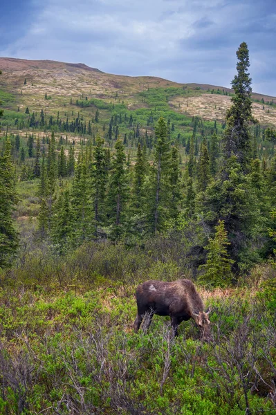 アラスカのデナリ国立公園で放牧するムース — ストック写真