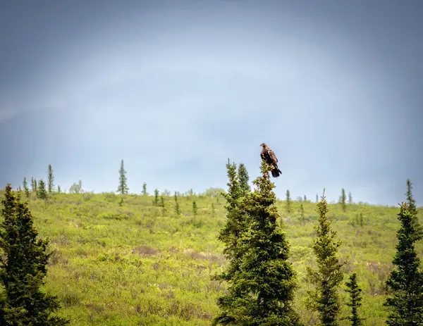 Den Gyllene Örnen Högt Uppe Trädtoppen Denali Nationalpark Alaska Royaltyfria Stockfoton