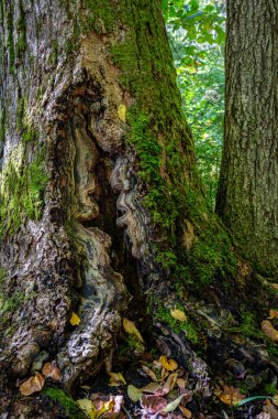 Morris County, NJ 'deki Hacklebarney Eyalet Parkı' ndaki bu ağaç gövdesinde ilginç bir ahşap tasarımı var..
