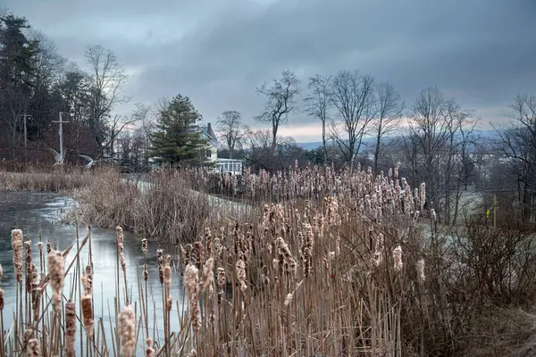 纽约芬格湖区卡尤加湖上方的一个小湿地池塘 图库图片