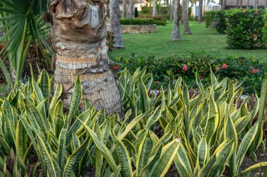 Sansevieria Laurentii, Dominik Cumhuriyeti 'ndeki Punta Cana tatil köyündeki yılan fabrikası olarak da bilinir..