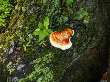 The Hemlock varnish shelf, a  polypore mushroom on a tree stump in Warren Couty, New Jersey. clipart