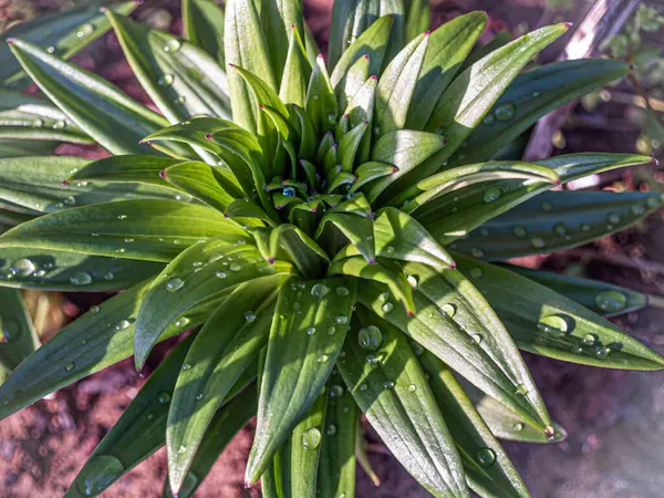 Morgondaggen Denna Intressanta Gröna Växt Tidigt Våren Stockbild