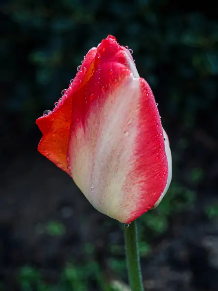 Sebuah Tulip Pembukaan Awal Musim Semi Dengan Embun Pagi Stok Lukisan  