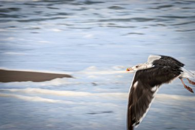 Ocean Grove, New Jersey sahilinde uçan bir martının yakın çekimi..