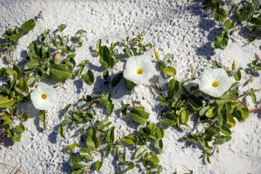 Günaydın. Destin Florida 'daki Miramar Sahili' nin beyaz kumsalında ihtişamlı günler..
