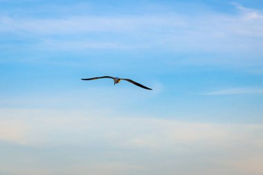 Pastel mavi gökyüzünde uçan bir martı..