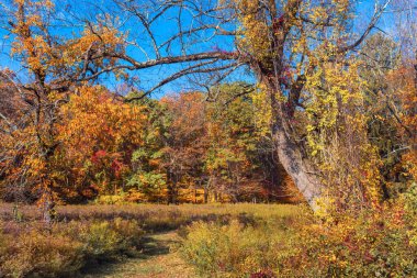 Long Valley, New Jersey 'deki bu parkta parlak sonbahar renkleri.