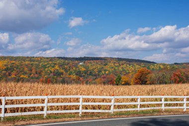 Sonbahar renkleri New Jersey, Long Valley kırsalında bu mısır tarlasını çerçeveliyor..