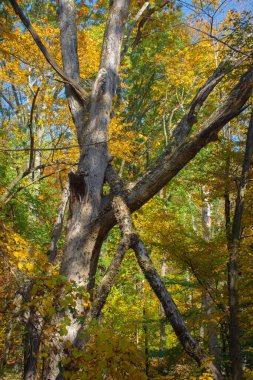 Sonbahar ağacı gövdesi ve New Jersey, Long Valley 'deki Okul Dağ Parkı' nda renkli yapraklar..