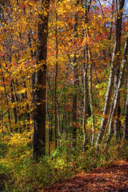 Long Valley, New Jersey 'deki Schooley' nin Dağ Parkı 'nda canlı sonbahar renkleri.