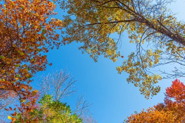 Long Valley, New Jersey 'deki değişen yapraklara bakıyorum..