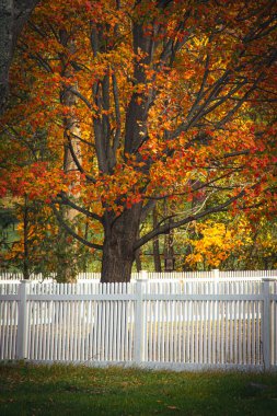 New Jersey, Long Valley 'deki bu güzel sonbahar ağacını saran beyaz bir çit var..