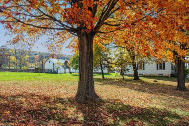 Long Valley, New Jersey 'de güneşli bir günde bir arka bahçe gölgesi ağacı..