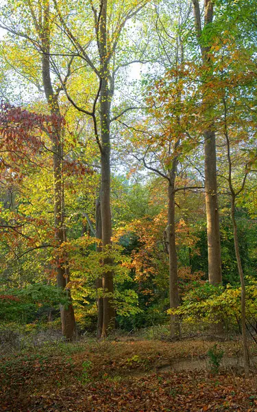 Highlands, NJ 'deki Hartshorne Woods Park' ta sonbahar renklerinin bir karışımı..