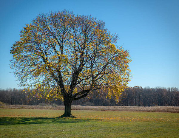 Sunlight through these golden leaves in this tree in Colts Neck, New Jersey.