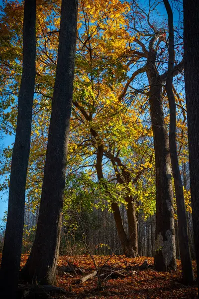 Manalapan, New Jersey 'deki Thompson Grove Park' ta canlı sonbahar karşıtlıkları.